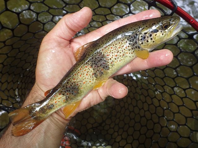 Reportage Largue dépt Alpes de Haute-Provence France Avozetto Webzine Pêche Mouche