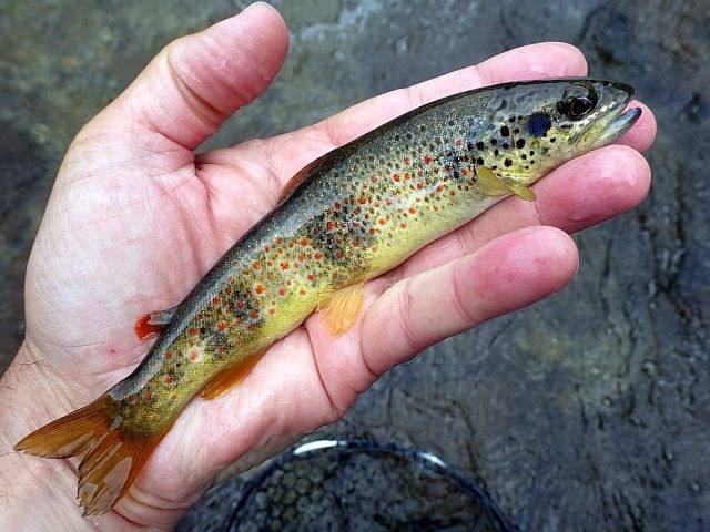 Reportage Largue dépt Alpes de Haute-Provence France Avozetto Webzine Pêche Mouche