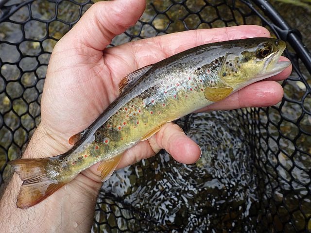 Reportage Largue dépt Alpes de Haute-Provence France Avozetto Webzine Pêche Mouche