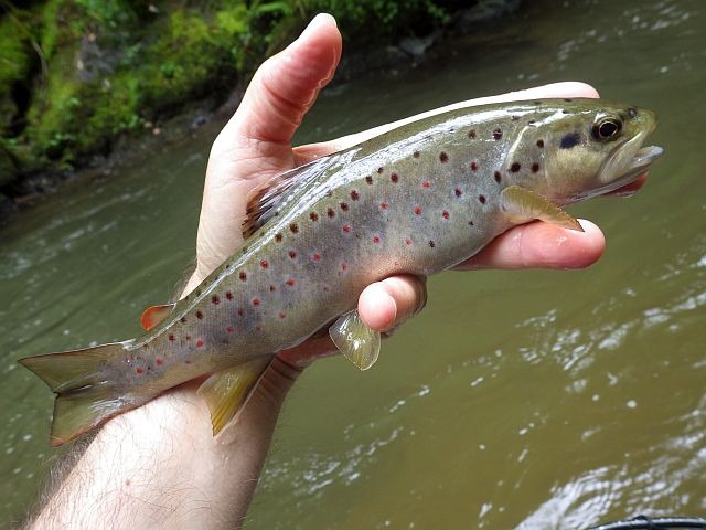 Reportage Largue dépt Alpes de Haute-Provence France Avozetto Webzine Pêche Mouche