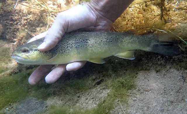 Reportage Largue dépt Alpes de Haute-Provence France Avozetto Webzine Pêche Mouche