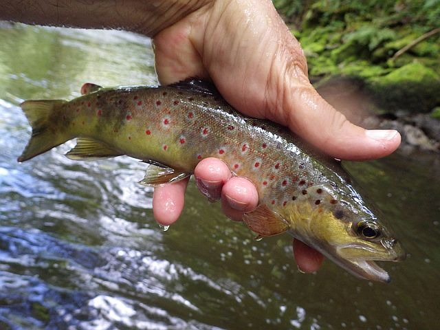 Article les Truites Zébrées de France Avozetto Webzine Pêche Mouche