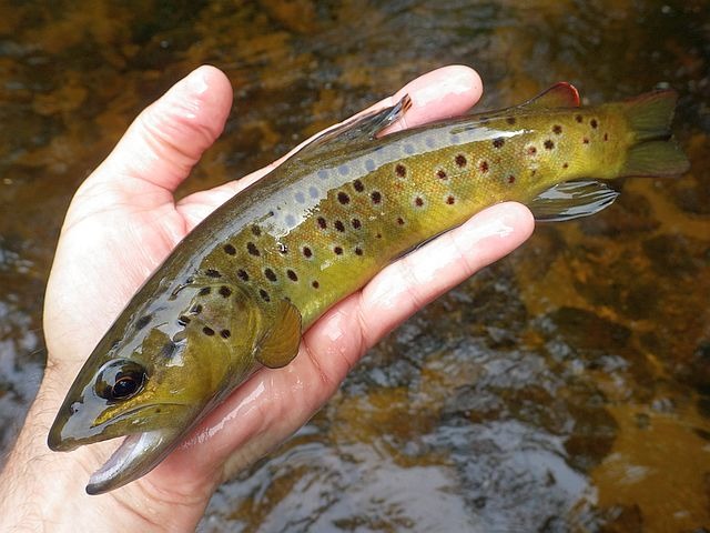 Article les Truites Zébrées de France Avozetto Webzine Pêche Mouche