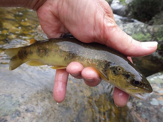 Article les Truites Zébrées de France Avozetto Webzine Pêche Mouche