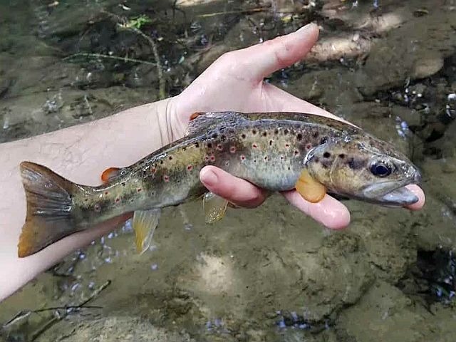 Article les Truites Zébrées de France Avozetto Webzine Pêche Mouche