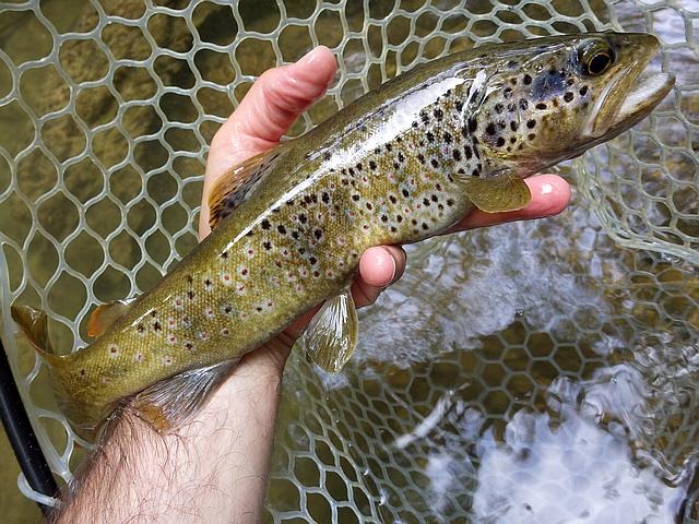 Article les Truites Zébrées de France Avozetto Webzine Pêche Mouche