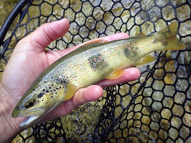 Article les Truites Zébrées de France Avozetto Webzine Pêche Mouche