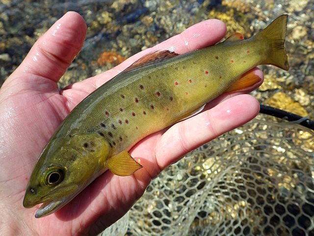 Article les Truites Zébrées de France Avozetto Webzine Pêche Mouche