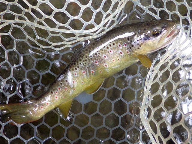 Article les Truites Zébrées de France Avozetto Webzine Pêche Mouche