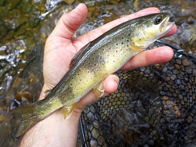 Article les Truites Zébrées de France Avozetto Webzine Pêche Mouche