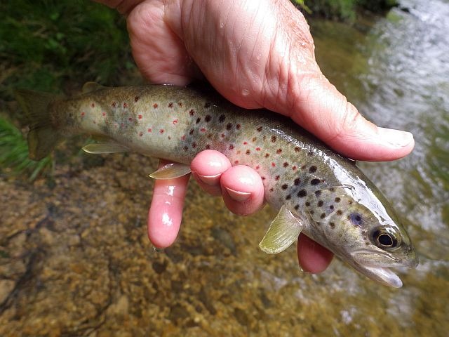 Article les Truites Zébrées de France Avozetto Webzine Pêche Mouche