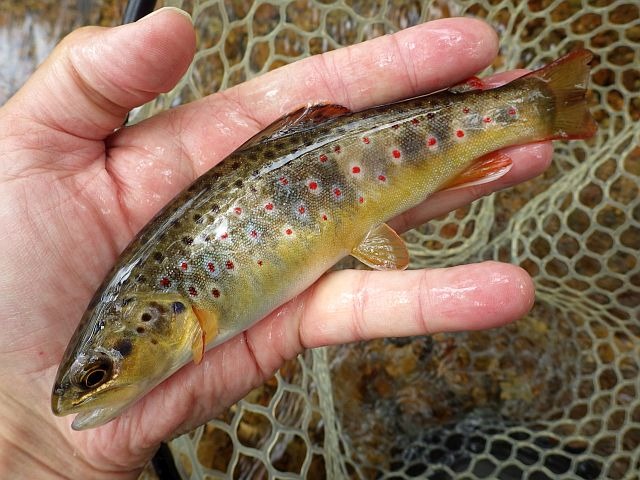 Article les Truites Zébrées de France Avozetto Webzine Pêche Mouche