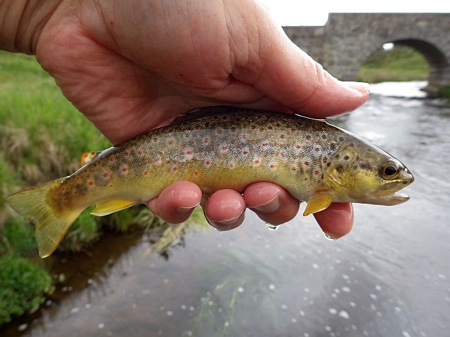 Article les Truites Zébrées de France Avozetto Webzine Pêche Mouche