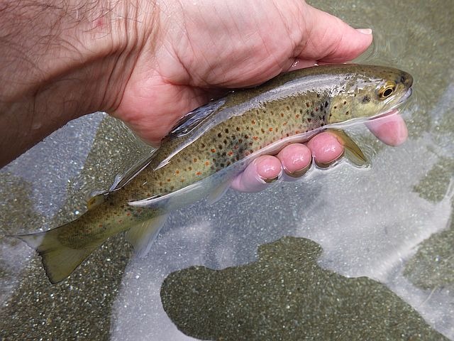 Article les Truites Zébrées de France Avozetto Webzine Pêche Mouche