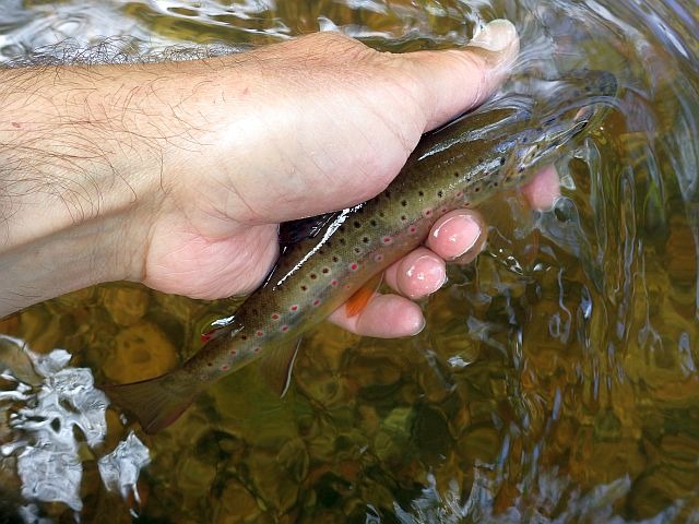 Article les Truites Zébrées de France Avozetto Webzine Pêche Mouche