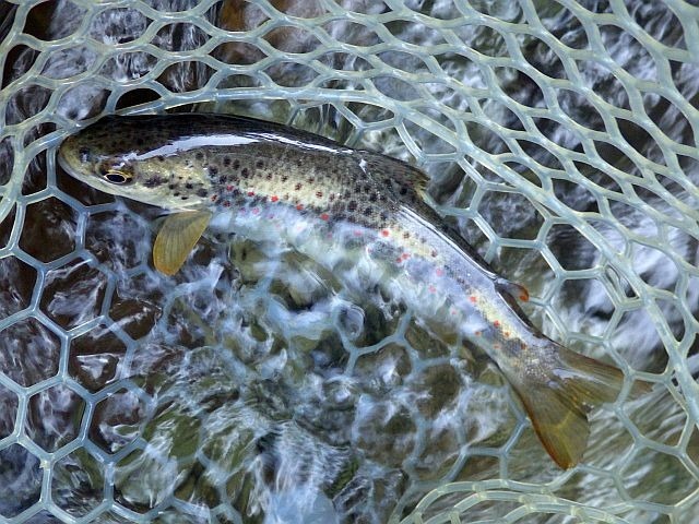 Article les Truites Zébrées de France Avozetto Webzine Pêche Mouche