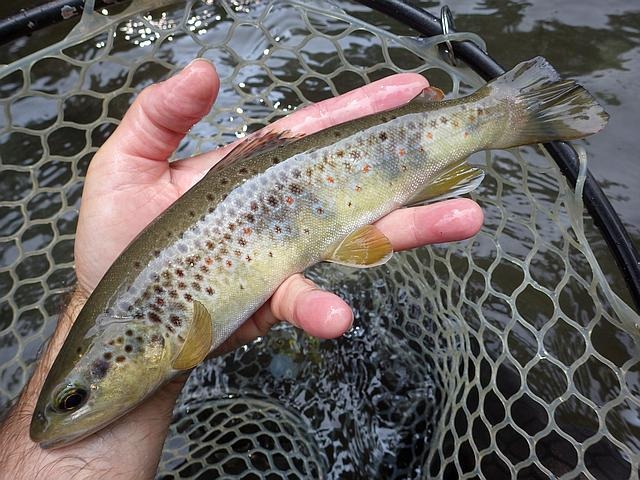 Article les Truites Zébrées de France Avozetto Webzine Pêche Mouche