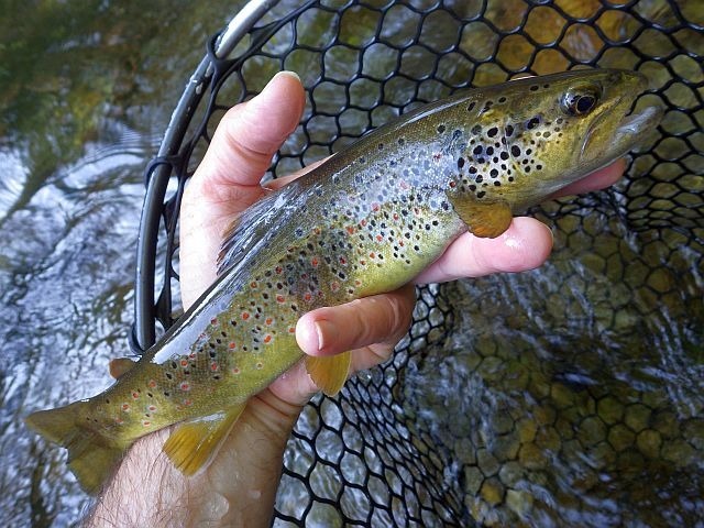 Article les Truites Zébrées de France Avozetto Webzine Pêche Mouche