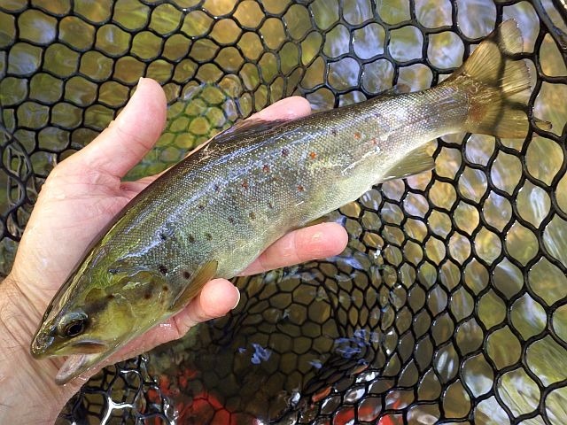 Article les Truites Zébrées de France Avozetto Webzine Pêche Mouche