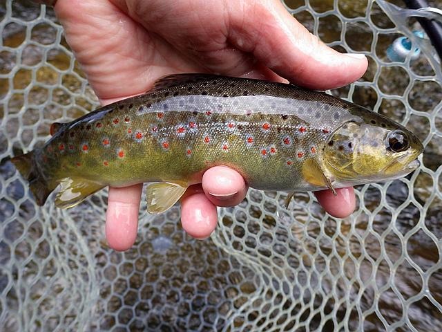 Article les Truites Zébrées de France Avozetto Webzine Pêche Mouche