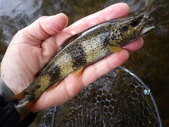 Article les Truites Zébrées de France Avozetto Webzine Pêche Mouche