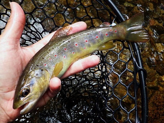 Article les Truites Zébrées de France Avozetto Webzine Pêche Mouche