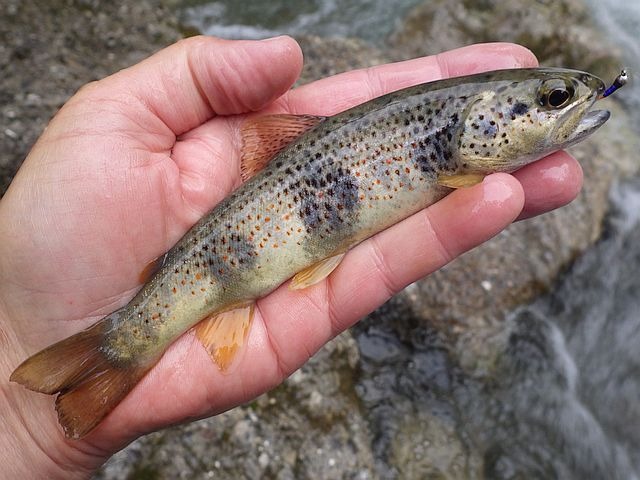 Article les Truites Zébrées de France Avozetto Webzine Pêche Mouche