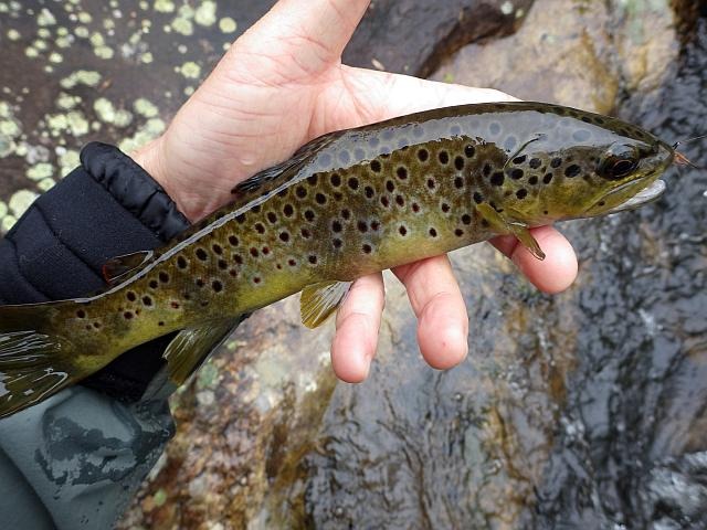 Article les Truites Zébrées de France Avozetto Webzine Pêche Mouche