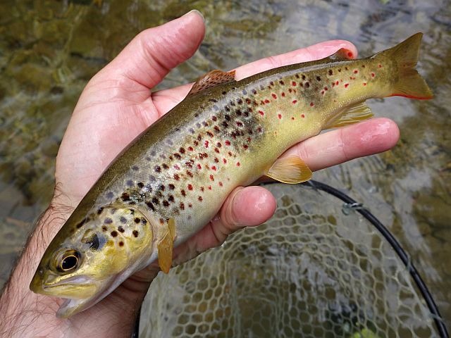 Article les Truites Zébrées de France Avozetto Webzine Pêche Mouche