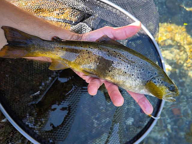 Article les Truites Zébrées de France Avozetto Webzine Pêche Mouche