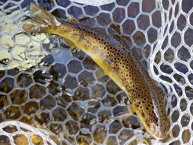 Article les Truites Zébrées de France Avozetto Webzine Pêche Mouche