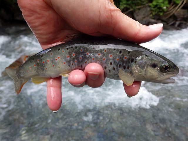 Article les Truites Zébrées de France Avozetto Webzine Pêche Mouche