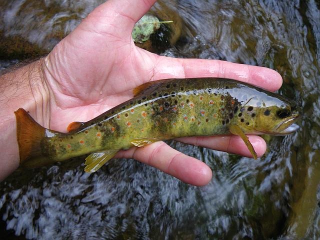 Article les Truites Zébrées de France Avozetto Webzine Pêche Mouche