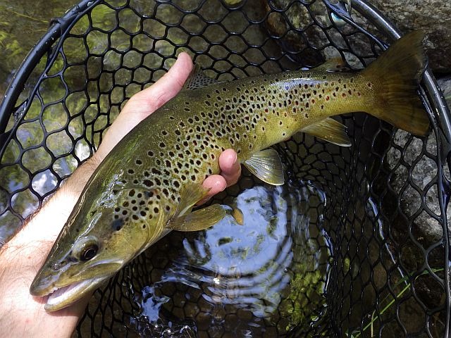 Article les Truites Zébrées de France Avozetto Webzine Pêche Mouche