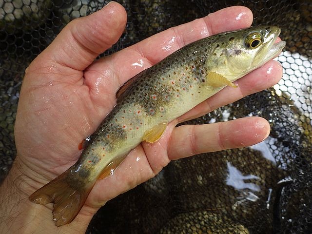 Article les Truites Zébrées de France Avozetto Webzine Pêche Mouche