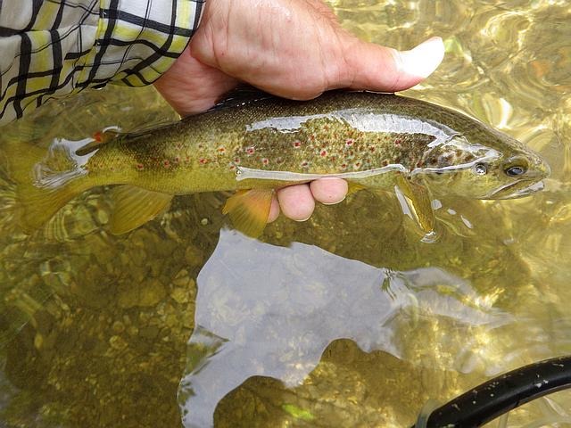Article les Truites Zébrées de France Avozetto Webzine Pêche Mouche