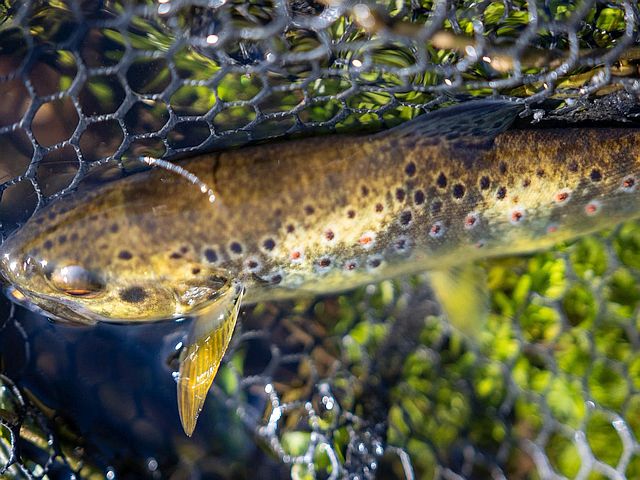 Article les Truites Zébrées de France Avozetto Webzine Pêche Mouche